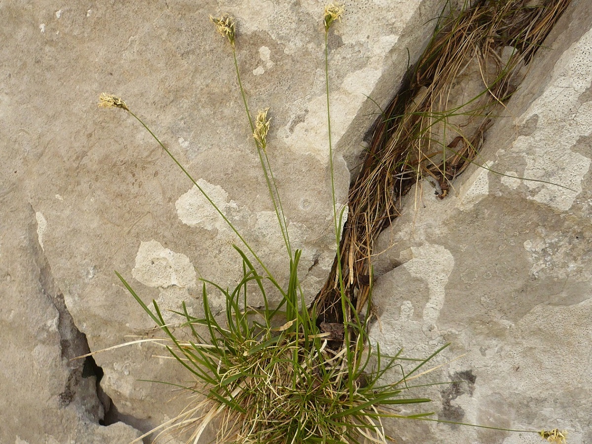 Sesleria caerulea subsp. caerulea (Poaceae)